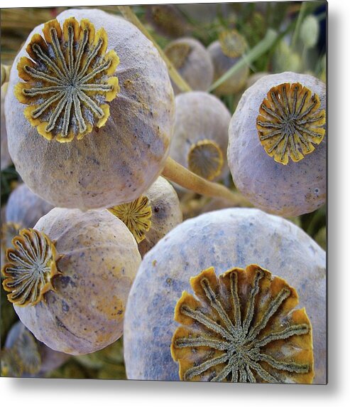 Outdoors Metal Print featuring the photograph Poppy Seed Pods by Dragan Todorovic
