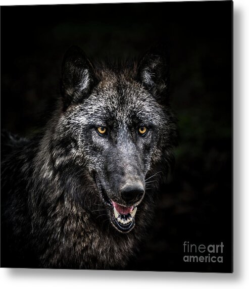 Animal Nose Metal Print featuring the photograph Portrait Of Wolf In Forest by Zocha k
