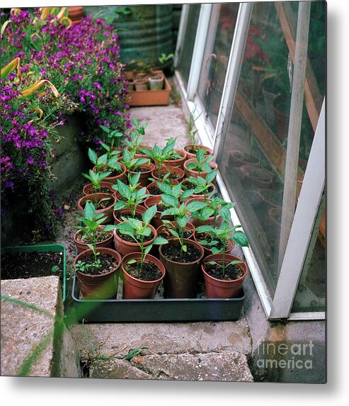''step Metal Print featuring the photograph Pot Grown Peppers by George W Miller/science Photo Library