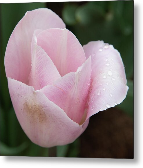 Flower Metal Print featuring the photograph Pretty in Pink by Masami IIDA