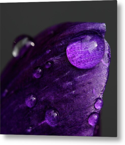Purple Metal Print featuring the photograph Purple Crocus With Droplets by Achim Mittler, Frankfurt Am Main