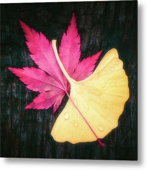Autumn Metal Print featuring the photograph Red and Yellow by Philippe Sainte-Laudy