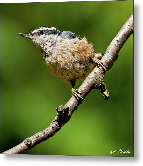 Animal Metal Print featuring the photograph Red Breasted Nuthatch by Jeff Goulden