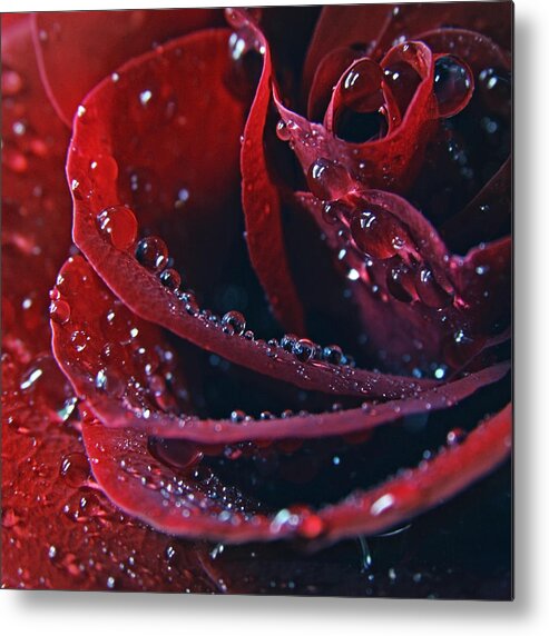 Petal Metal Print featuring the photograph Red Romantic Rose by Tanjica Perovic Photography