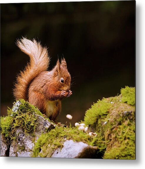 Nut Metal Print featuring the photograph Red Squirrel Eating Nuts by Blackcatphotos