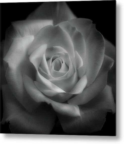Rose Metal Print featuring the photograph Rose in black and white by Alessandra RC