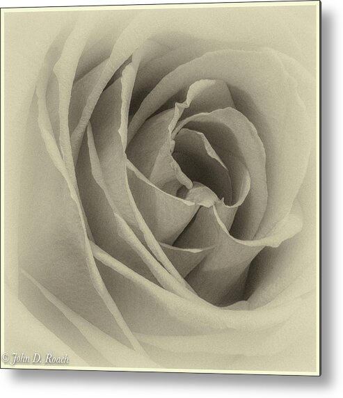  Metal Print featuring the photograph Rose by John Roach