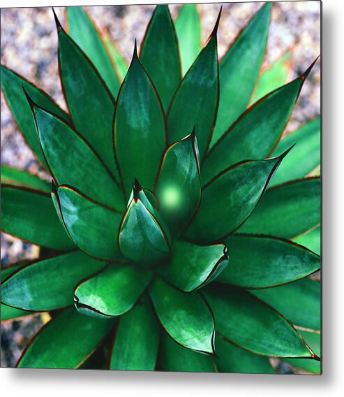 Agave Metal Print featuring the photograph Royal Agave Detail by Richard Felber