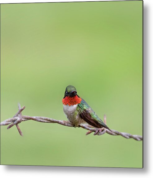 Square Metal Print featuring the photograph Ruby Throated Hummingbird on Fence square by Bill Wakeley