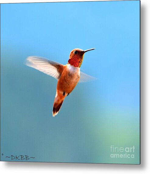 Hummingbird Metal Print featuring the photograph Rufous in Flight by Dorrene BrownButterfield