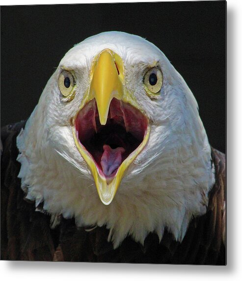 Eagle Metal Print featuring the photograph Screaming Eagle by Michael Allard