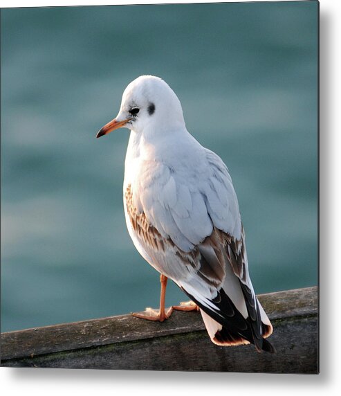 Dorset Metal Print featuring the photograph Seagull by Peter Funnell