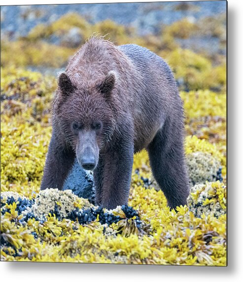 Bear Metal Print featuring the photograph Searching for Dinner by Mark Hunter