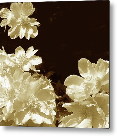 Modern Metal Print featuring the photograph Sepia Peonies I by Chariklia Zarris