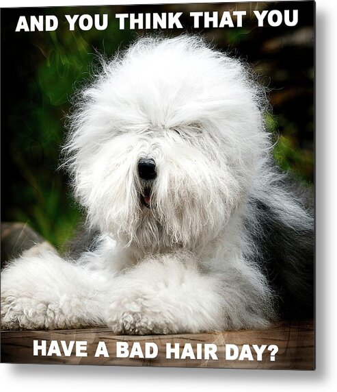 Animal Metal Print featuring the photograph Shaggy Dog With Bad Hair Day by Michelle Liebenberg