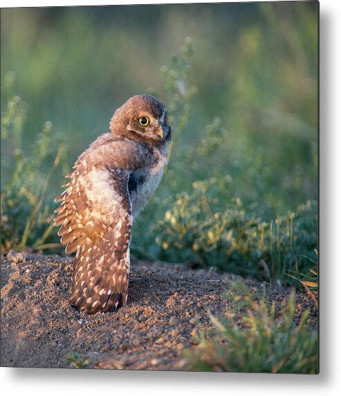 Burrowing Owls Metal Print featuring the photograph Shy young burrowing owl by Judi Dressler