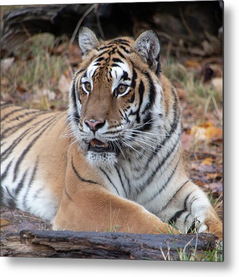 Animal Metal Print featuring the photograph Siberian Tiger Portrait Square by TL Wilson Photography by Teresa Wilson
