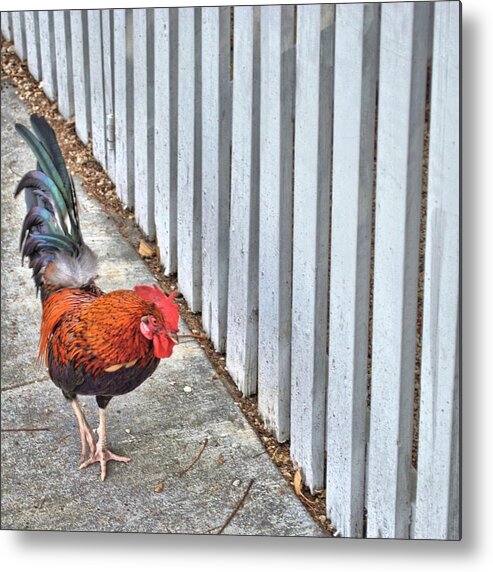 Archipelago Metal Print featuring the photograph Sidewalk Sidle by JAMART Photography