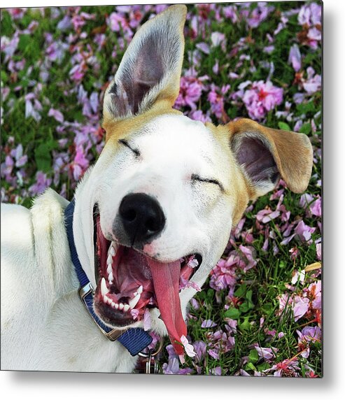 Pets Metal Print featuring the photograph Smiling Dog by Fork