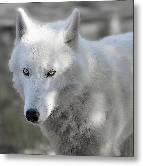 Wolf Metal Print featuring the photograph Snow Wolf by Jeannee Gannuch