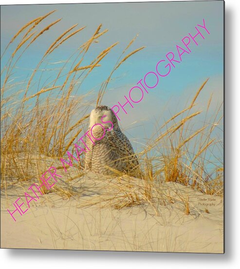 Snowy White Owl Metal Print featuring the photograph Snowy White Owl - Plymouth, MA by Heather M Photography