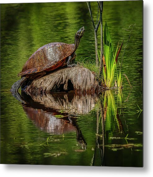 Landscape Metal Print featuring the photograph Soaking Up the Sun by JASawyer Imaging