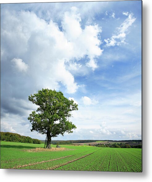 Scenics Metal Print featuring the photograph Solitary Oak Tree On Green Field by Avtg