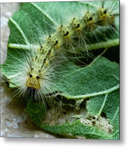 Caterpillar Metal Print featuring the photograph Spike by Cathy Kovarik