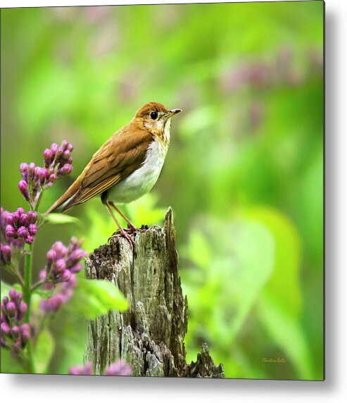 Bird Metal Print featuring the photograph Spring Bird Veery Square by Christina Rollo