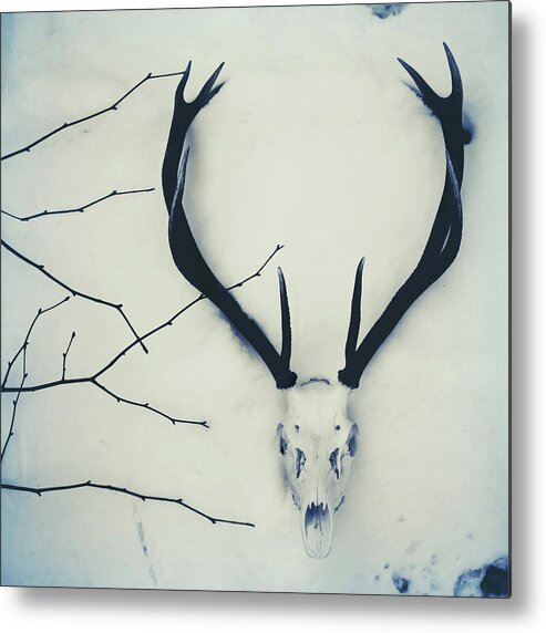 Snow Metal Print featuring the photograph Stagdeer Skull And Antlers In The Snow by Fiona Crawford Watson