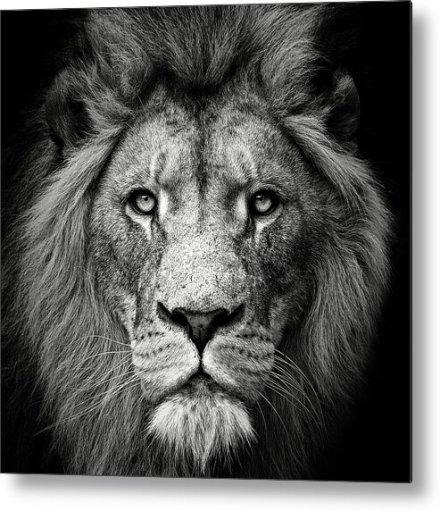 Lion Metal Print featuring the photograph Stare Me Down #3 by Christian Meermann