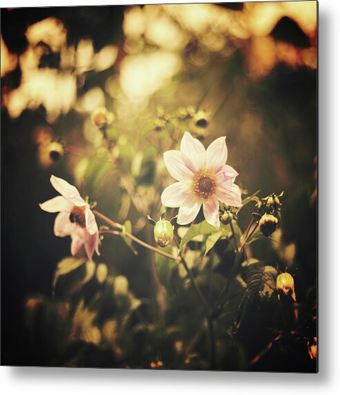 Petal Metal Print featuring the photograph Starry Flowers by Andrea Carolina Photography