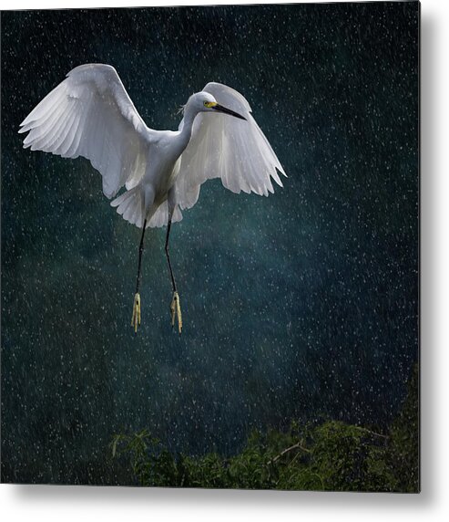Animal Themes Metal Print featuring the photograph Stormy Snowy Egret by Melinda Moore