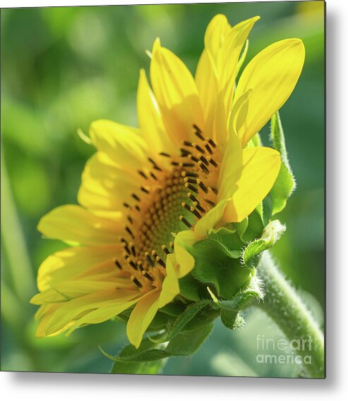 Sunflower Metal Print featuring the photograph Sun Seeker by Cathy Donohoue