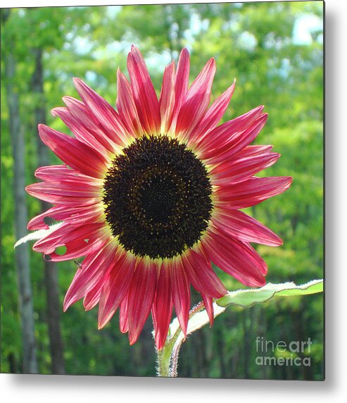 Sunflower Metal Print featuring the photograph Sunflower 26 by Amy E Fraser