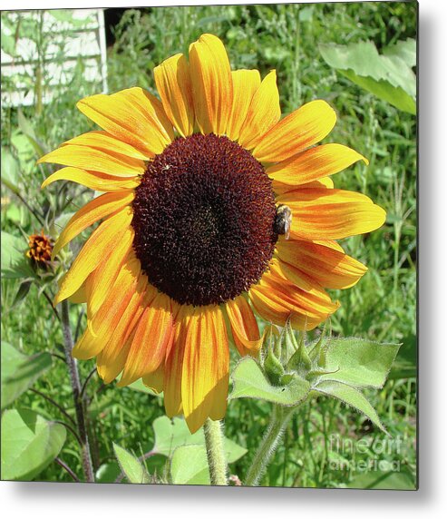 Sunflower Metal Print featuring the photograph Sunflower 47 by Amy E Fraser