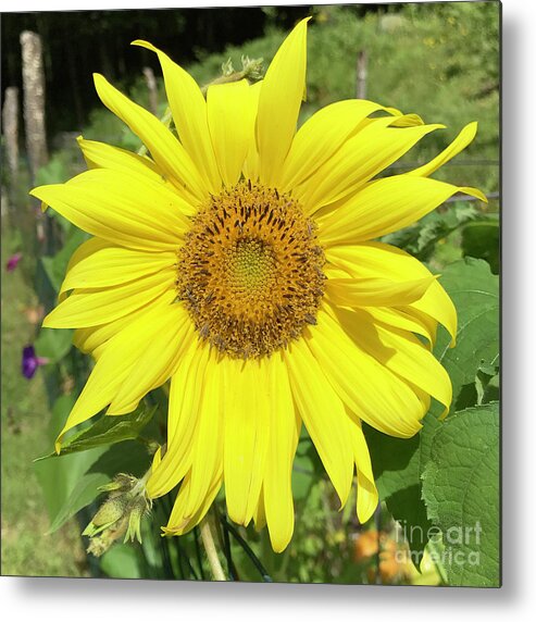 Sunflower Metal Print featuring the photograph Sunflower 53 by Amy E Fraser