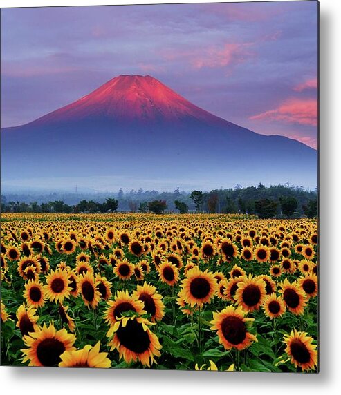 Tranquility Metal Print featuring the photograph Sunflower And Red Fuji by Katsumi.takahashi