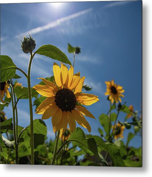 Nevada Metal Print featuring the photograph Sunflowers by Fred DeSousa