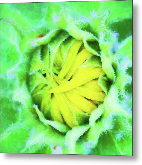 Sunflower Metal Print featuring the photograph Sunflowers Helianthus 080 by Rich Franco