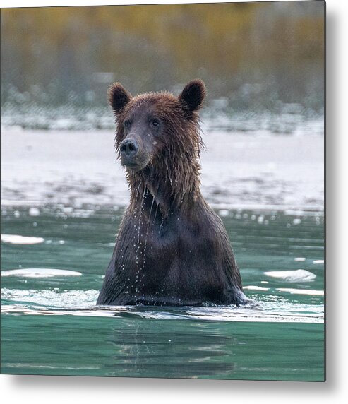 Bear Metal Print featuring the photograph Surfacing Bear by Mark Hunter