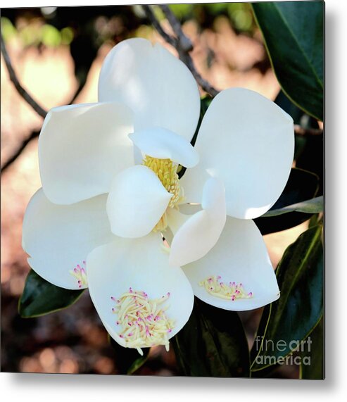 Magnolia Metal Print featuring the photograph Sweet Magnolia Square by Carol Groenen