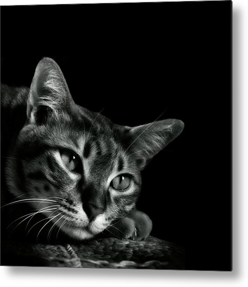 Pets Metal Print featuring the photograph Tabby Cat by Copyright © Vanessa Ho / Www.hovanessa.com