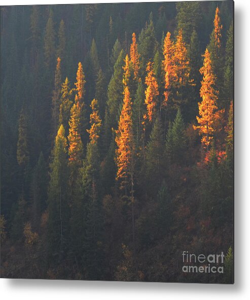 Art For The Wall...patzer Photography Metal Print featuring the photograph Tamarack by Greg Patzer