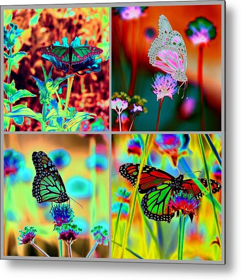 Butterfly Metal Print featuring the photograph The Butterfly Collection 2 by Tom Kelly