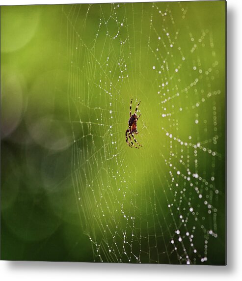 Spider Metal Print featuring the photograph The great architect in the morning light by Tatiana Travelways