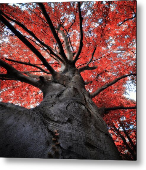 Outdoors Metal Print featuring the photograph The Red Tree by Philippe Sainte-laudy Photography