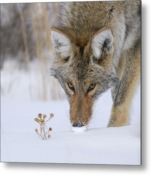 Coyote Metal Print featuring the photograph The Thistle And The Hunter by Peter Hudson