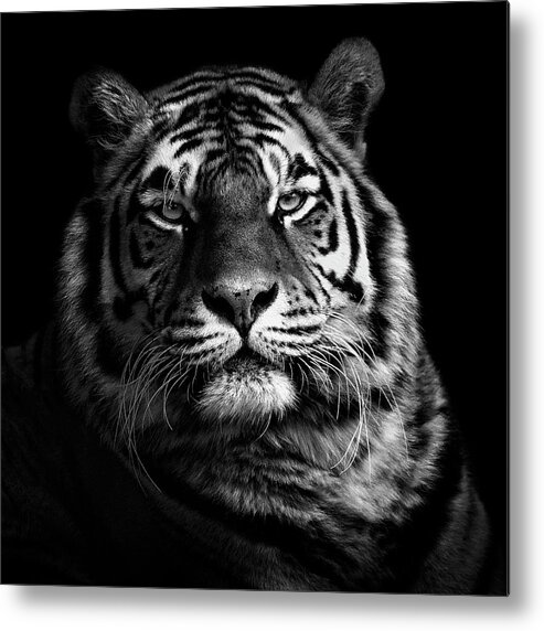 Tiger Metal Print featuring the photograph Tiger by Christian Meermann
