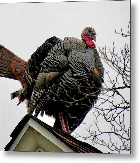 Turkey Metal Print featuring the photograph Tom Turkey on Rooftop by Linda Stern